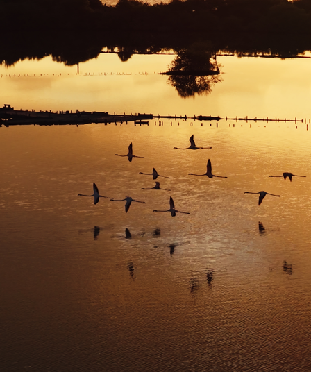 Warm evening light reflected on water, with birds silhouetted on the surface